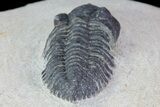 Bargain, Pseudocryphaeus (Cryphina) Trilobite #68668-5